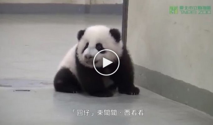 Как мама панда укладывает непослушного малыша спать