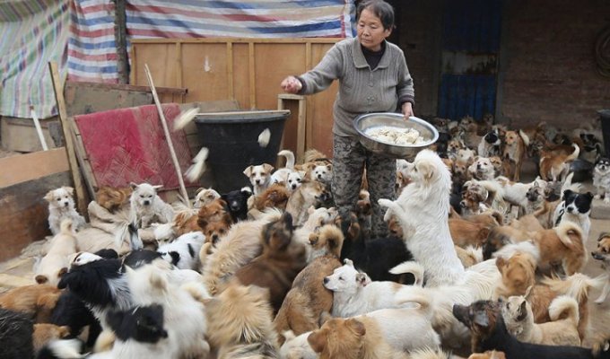 Каждый день эта пожилая китаянка просыпается в четыре утра, чтобы покормить 1300 бродячих собак (7 фото)