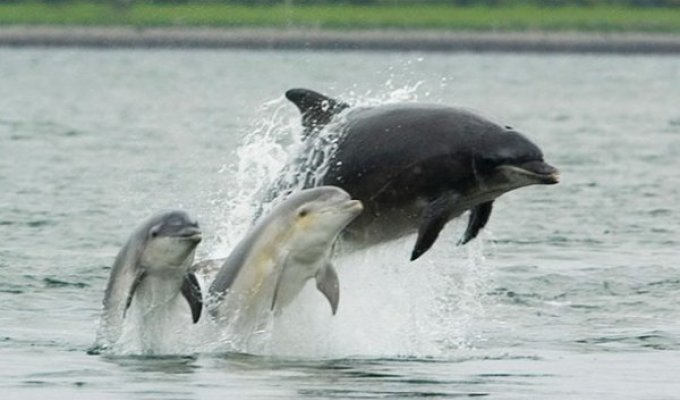Интересные и познавательные факты о дельфинах (25 фото)