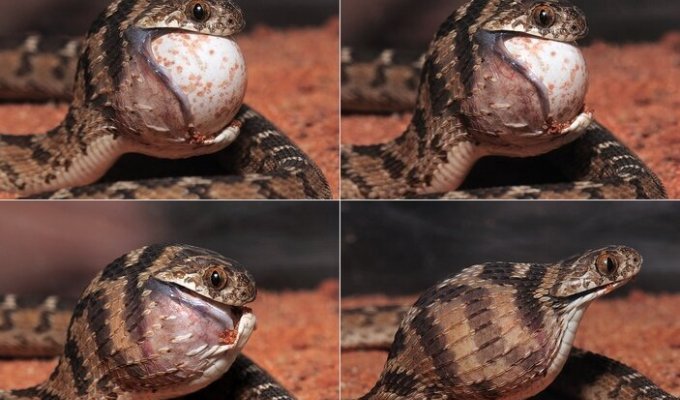 Яичная змея: ради пищи экстремально растягивает глотку и отрастила «зубы» на позвоночнике (8 фото)