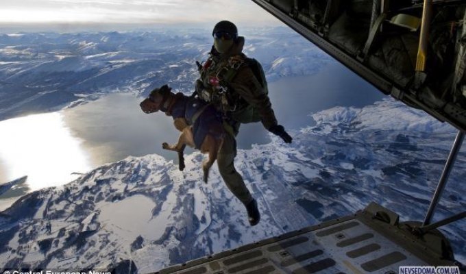 Собаки - парашютисты (3 фотографии)