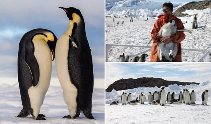 Императорские пингвины могут вымереть еще до конца столетия (6 фото)