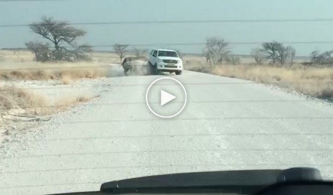 Носорог атаковал автомобиль