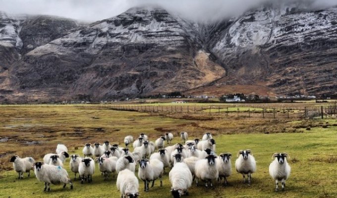 10 занимательных фактов о Шотландии - стране килтов, виски и... кенгуру (21 фото)
