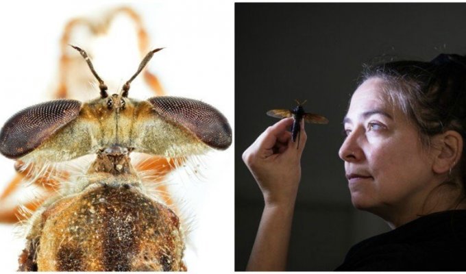 Триллионы мух: почему мухи так важны для нашей планеты? (8 фото)