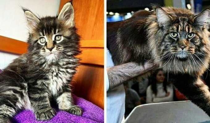 Самый длинный кот в мире попал в Книгу рекордов Гиннесса и стал звездой в Сети (22 фото + 1 видео)