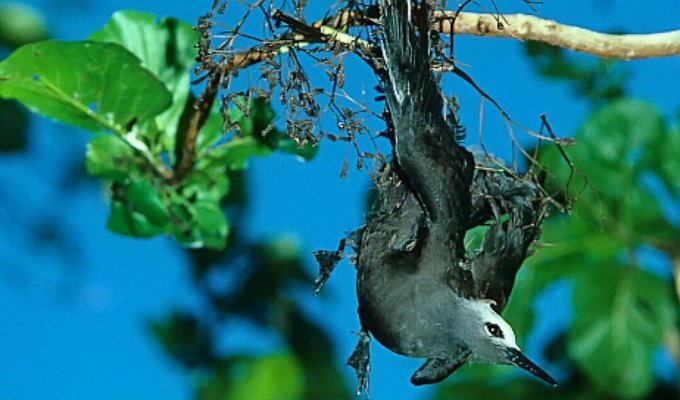 Дерево-маньяк ловит птиц: зачем оно это делает? (5 фото)