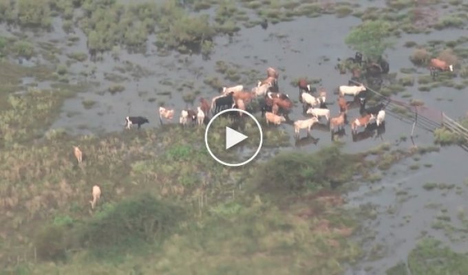 Коровы в затопленном Техасе
