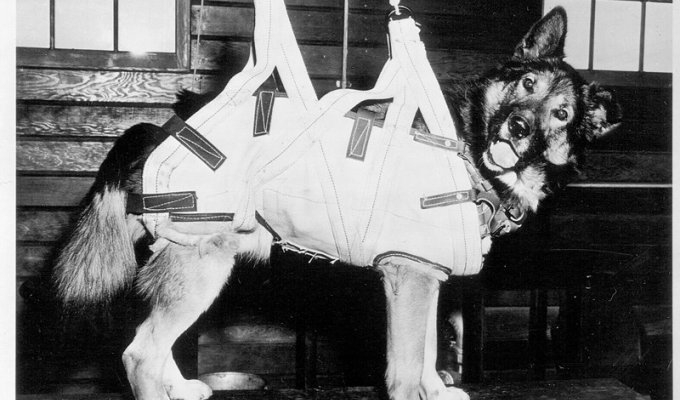 Собаки-парашютисты Второй мировой войны (9 фото)