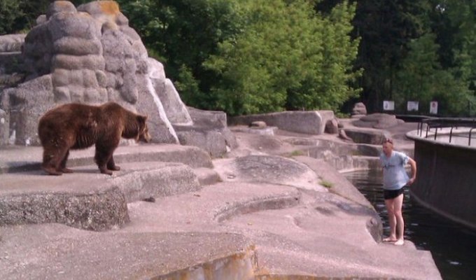 В варшавском зоопарке пьяный мужик залез в вольер к медведице (3 фото)