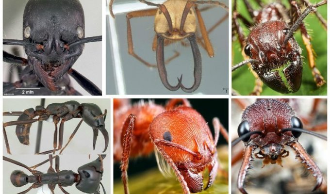 Мелкие монстры - самые опасные муравьи в мире (29 фото)