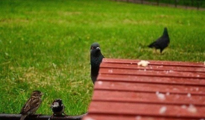 Фотоистория о тяжелой жизни голубя (9 фото)