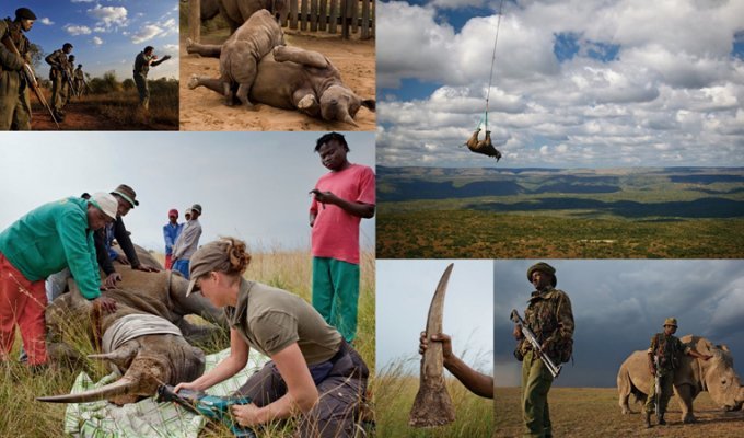Война за носорогов (16 фото)