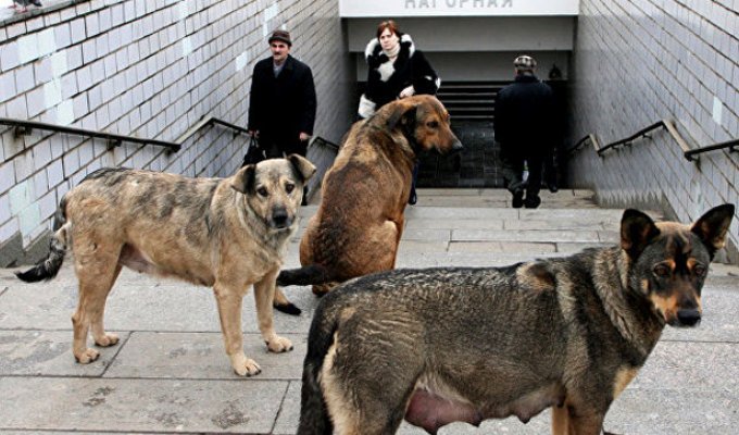 Как бродячие собаки ориентируются в московском метро (2 фото)