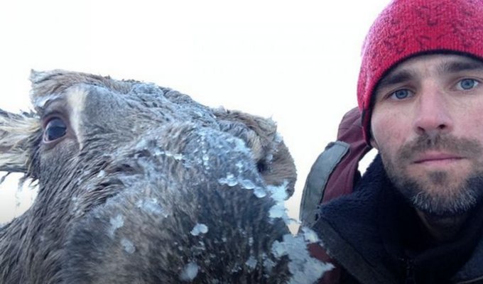 Алтайские рыбаки спасли провалившегося под лед лося (5 фото + видео)
