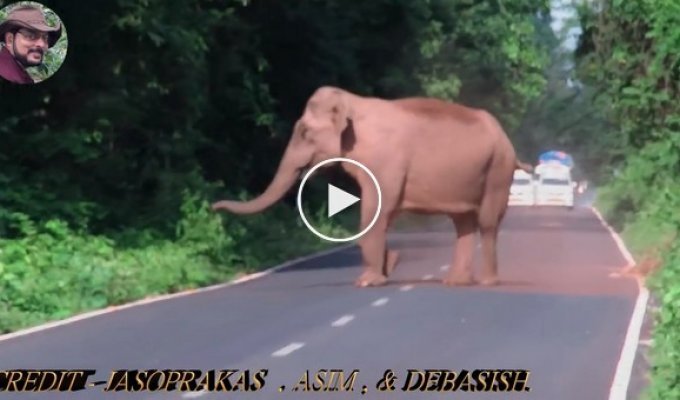 Слон расчищает дорогу для своей семьи