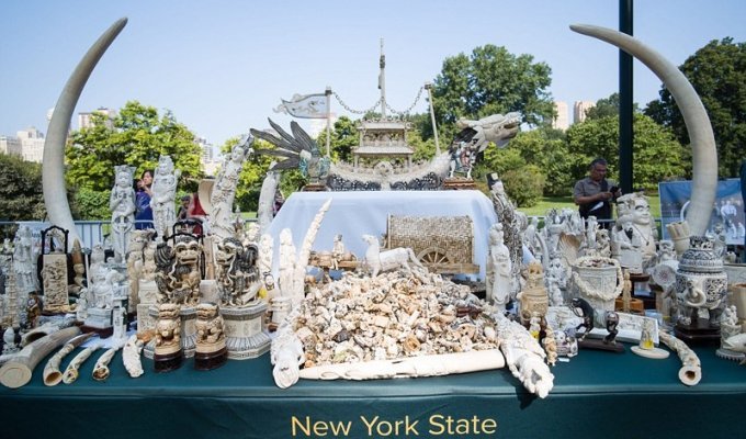 В Нью-Йорке прилюдно раздробили контрафактные изделия из слоновой кости на 4,5 млн долларов (16 фото)