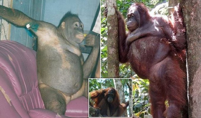 Самка орангутана, спасенная из борделя, научилась вновь доверять людям (9 фото)