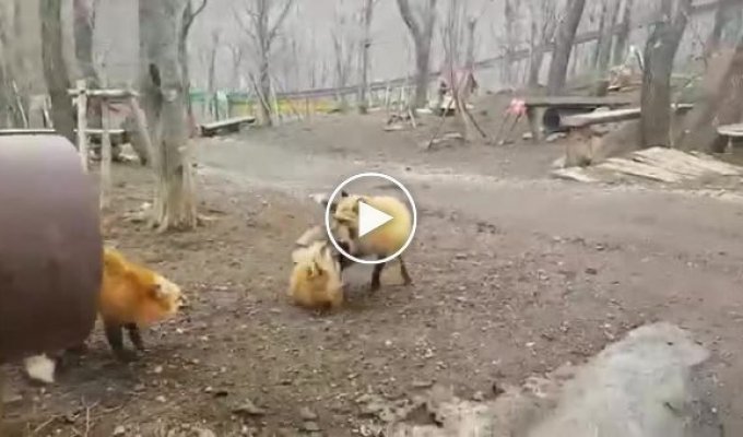 Две лисицы кричат друг на друга