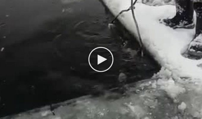 Неожиданная находка во льду