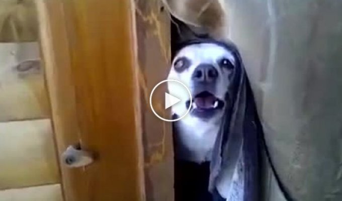 Собака на охране издает забавные звуки