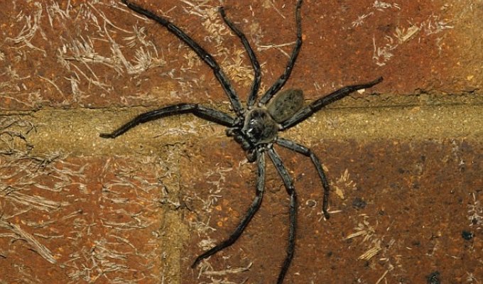 "К 35 годам паук хотя бы раз проползет по вашему лицу": правда о пауках в Австралии (4 фото + 1 видео)
