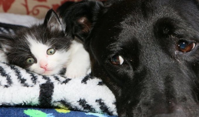 Собака воспитала почти 100 котят после того, как потеряла лучшую подругу-кошку (10 фото + 1 видео)