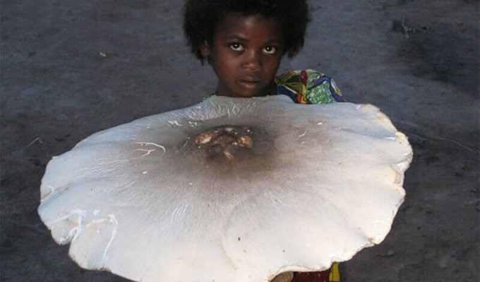 Самый большой съедобный гриб в мире (3 фото)