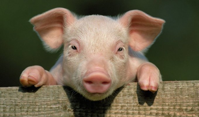 Свиньи и интересные факты про них (16 фото + 1 видео)