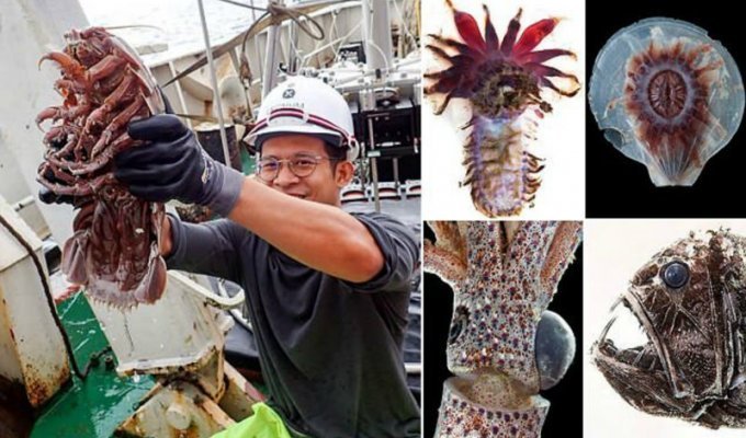 В Индонезии поймали более 12 тысяч "инопланетных" морских существ (15 фото)