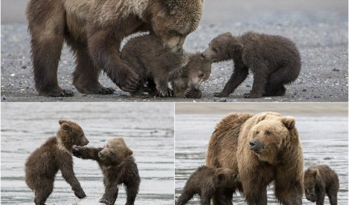 Мама-медведица с 4-месячными малышами (12 фото)