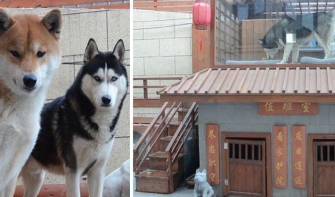 Китаец построил своим собачкам роскошный особняк с гостиной и сауной (7 фото)