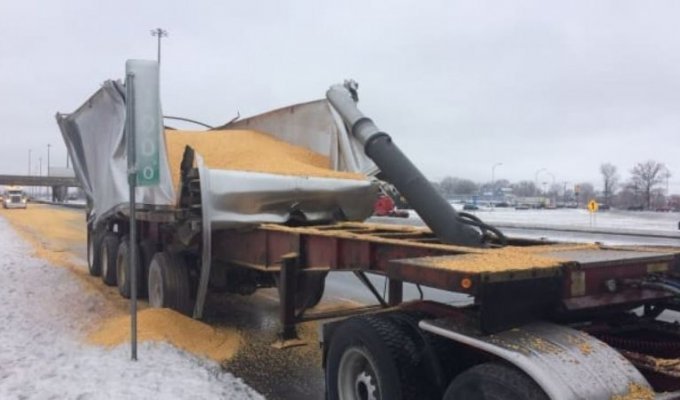 В Канаде грузовик с поднятым кузовом протаранил мост и рассыпал зерно по шоссе (4 фото + 1 видео)