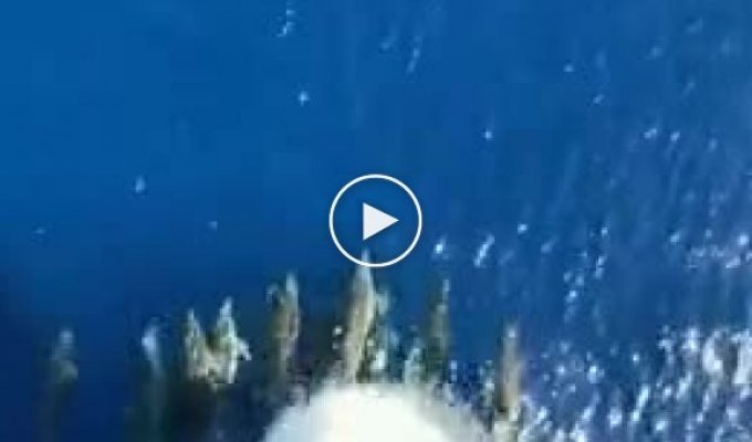 Дельфины которые провожают корабли в дальнее плавание