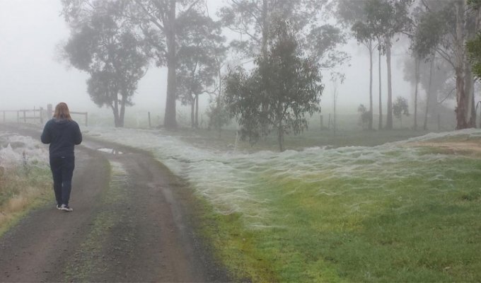 Белая, но не от снега или почему Австралия выглядит так, словно там наступила зима (9 фото)