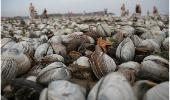 Тонны деликатесов выбросило на пляж (33 фото)