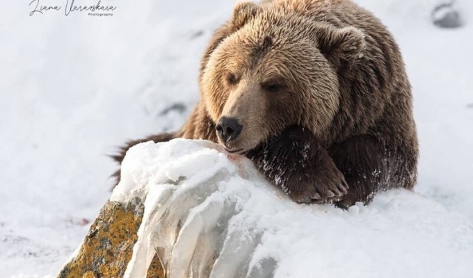 Медведи с «особым графиком» попали на фото (12 фото)