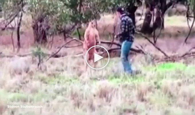 Австралиец кулаками отбил свою собаку у кенгуру
