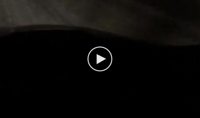 Смертельная схватка между пумой и оленем попала на видеокамеру