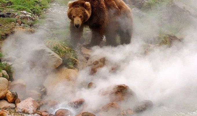 Обжигает ли гейзер лапы медведя?
