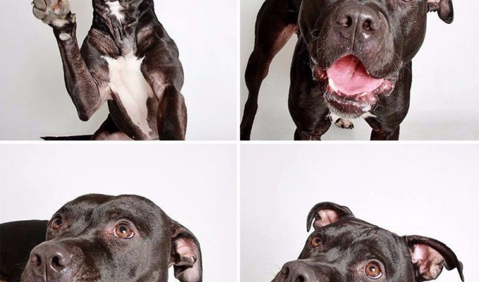 Ну и кто говорит, что собаки не умеют выражать свои эмоции! (10 фото)