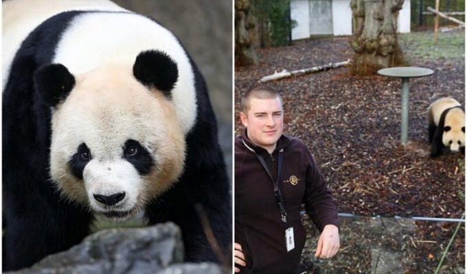 В Бельгии панда сбежала из вольера и напала на смотрителя (6 фото)