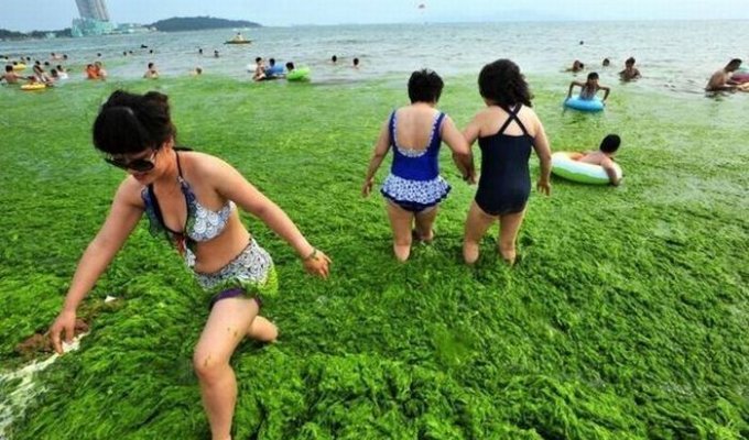 Самый большой пляж города Циндао в Китае покрыт водорослями (8 фото)