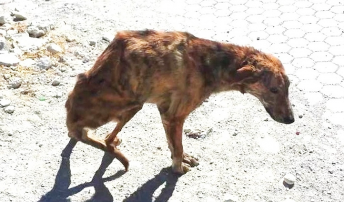 Во время отдыха в Греции женщина нашла пса с перебитой спиной и увезла его в Нидерланды (5 фото)
