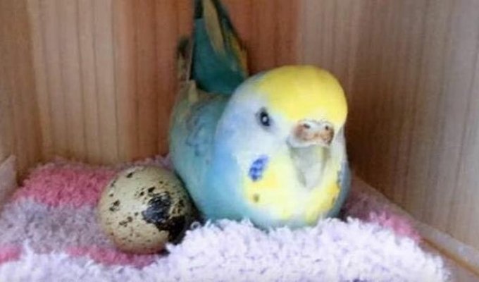 Из перепелиного яйца в клетке попугая вылупилась маленькая перепелка (5 фото)