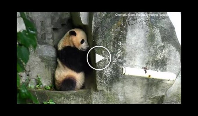 Забавная панда уснула, играя в прятки со смотрителем