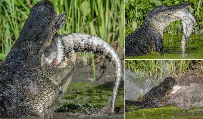 Каннибализм в дикой природе: аллигатор поедает своего сородича (8 фото)