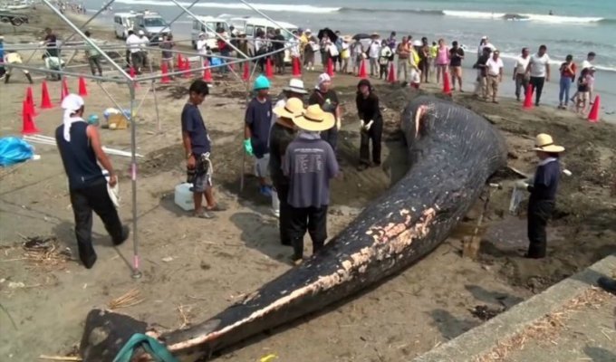 Тело молодого 10-метрового кита выбросило на берег в Японии (7 фото + 1 видео)