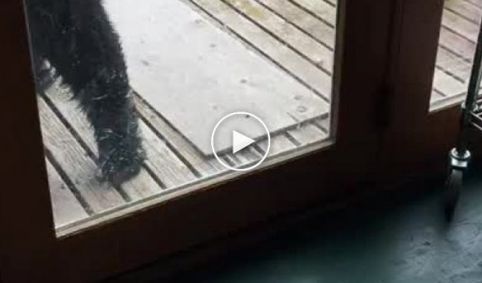 Кошка прогнала медведя