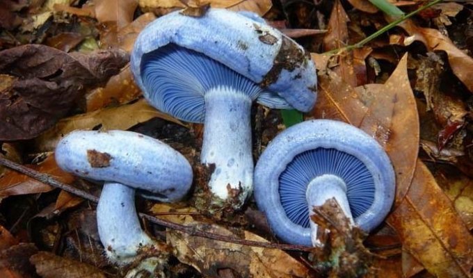 Самые красивые грибы: Фото, факты, описание (30 фото)